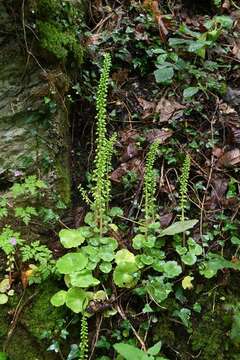 Image of navelwort