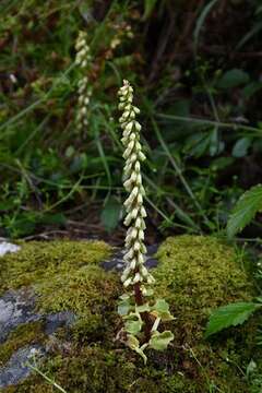 Image of navelwort