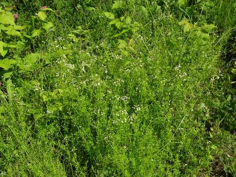 Image of Galium lucidum All.