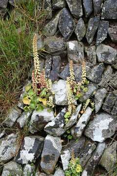 Image of navelwort