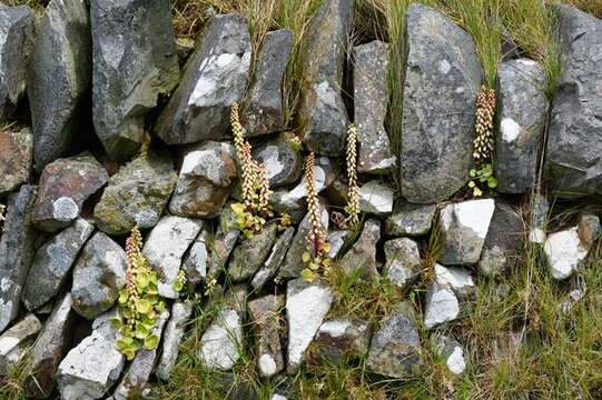 Image of navelwort