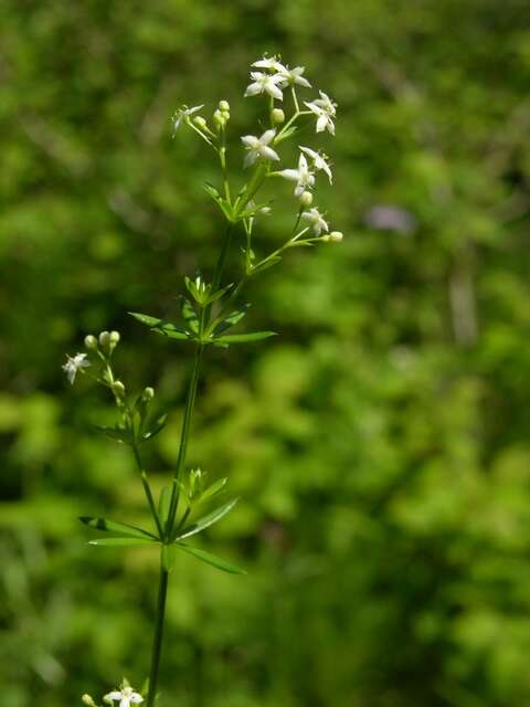 Plancia ëd Galium lucidum All.