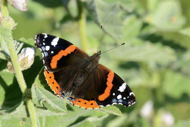 Image of Ladies and Red Admiral