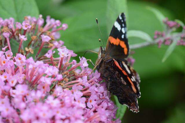 Image of Ladies and Red Admiral