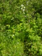 Image of Galium lucidum All.