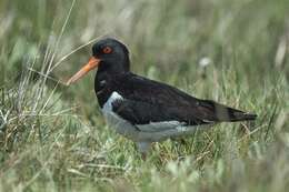 Image of oystercatchers