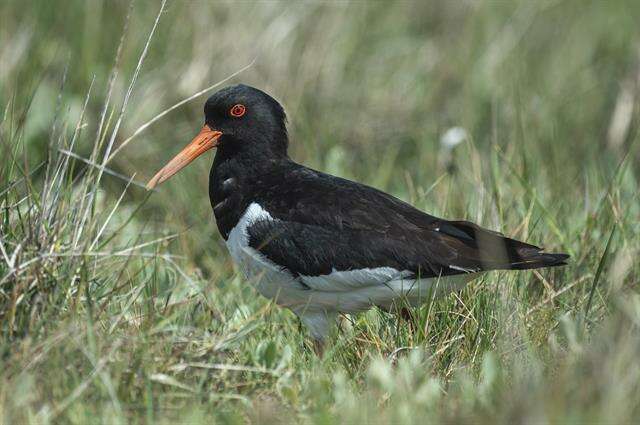 Image of oystercatchers