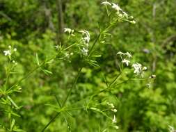 Image of Galium lucidum All.