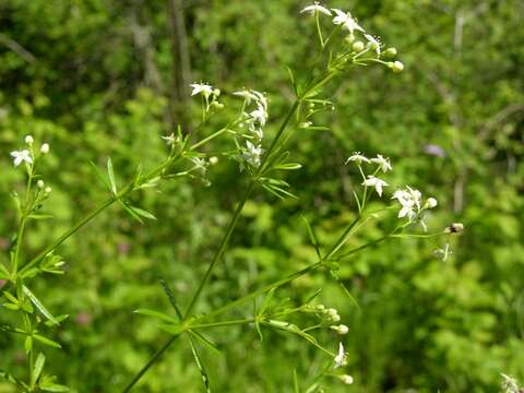 Plancia ëd Galium lucidum All.