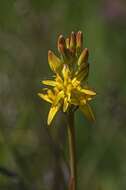 Image of asphodel