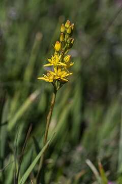 Image of asphodel