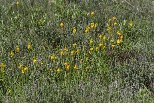 Image of asphodel