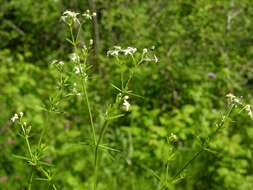 Image of Galium lucidum All.