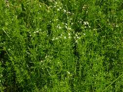 Image of Galium lucidum All.