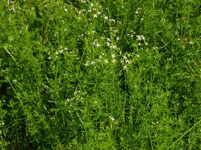 Image of Galium lucidum All.