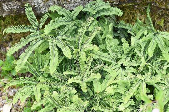 Image of maidenhair fern