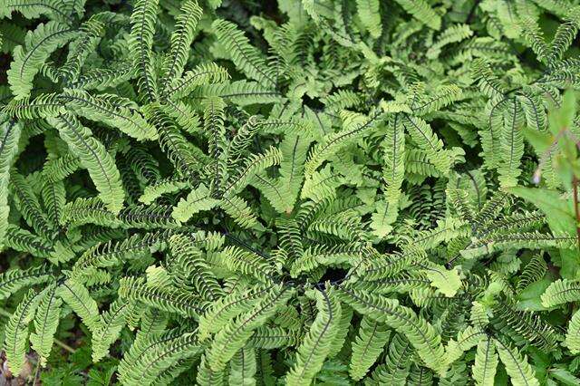 Image of maidenhair fern