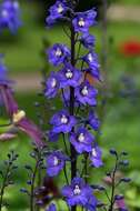 Image of larkspur