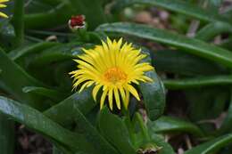 Image de Glottiphyllum longum (Haw.) N. E. Br.