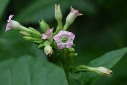 Plancia ëd Nicotiana