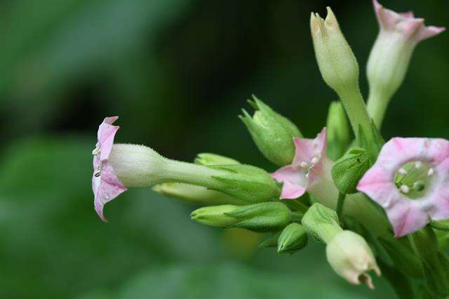 Plancia ëd Nicotiana