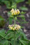 Sivun Phlomis russeliana (Sims) Lag. ex Benth. kuva