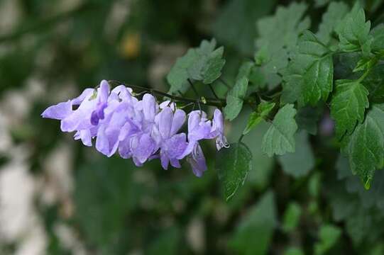 Image de Plectranthus saccatus Benth.