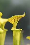 Image of pitcher plants