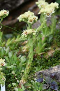 Image of Sedum sedoides (Decne.) Pau ex Vidal & Lopez