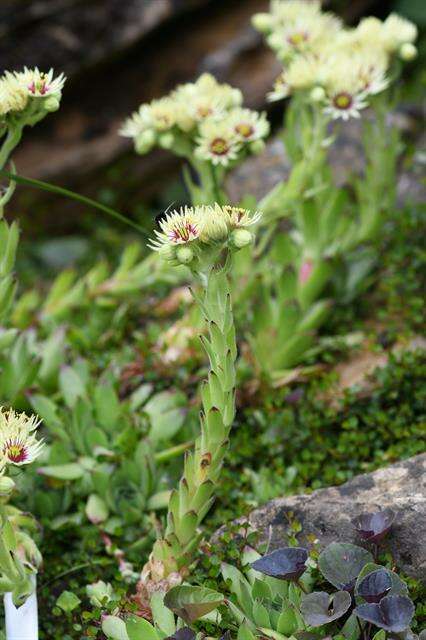 Plancia ëd Sedum sedoides (Decne.) Pau ex Vidal & Lopez