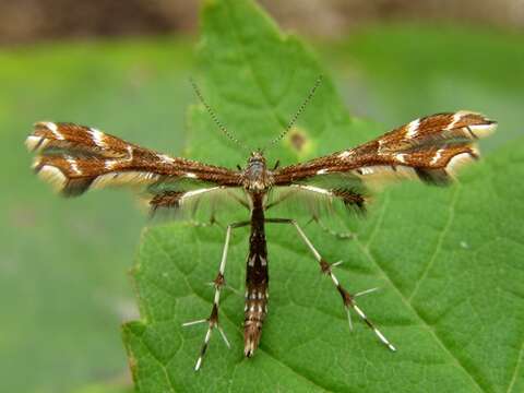 Image of Geina (Alucita) didactyla (Linnaeus 1758)