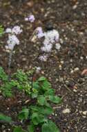 Image of meadow-rue