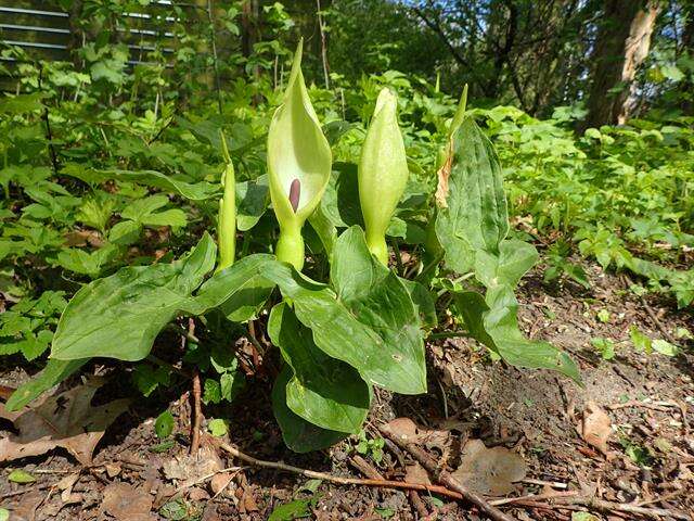 Image of arum family