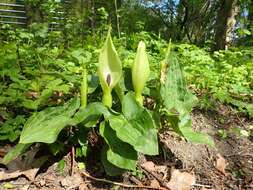 Image of arum family