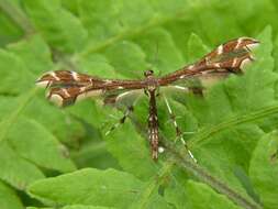 Image of Geina (Alucita) didactyla (Linnaeus 1758)