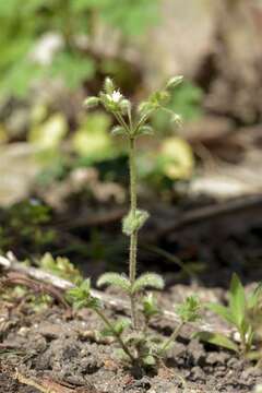 Image of mouse-ear chickweed