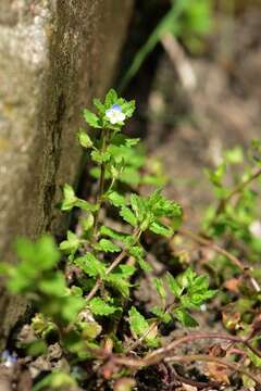 Image of Green field-speedwell