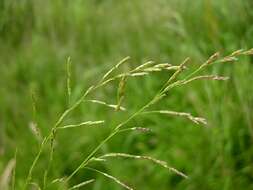 Plicate Sweet-Grass Glyceria notata