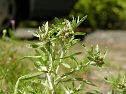 Image of cudweed