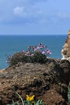 Image of Sea Pinks