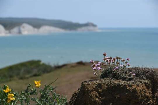 Image of Sea Pinks