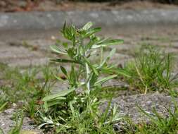 Image of cudweed