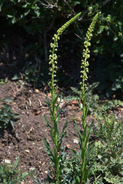 Image of Resedaceae