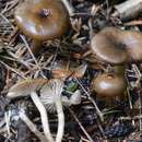 Image of Entoloma subradiatum (Kühner & Romagn.) M. M. Moser 1978