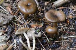 Image of Entoloma subradiatum (Kühner & Romagn.) M. M. Moser 1978