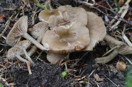 Image of Entoloma subradiatum (Kühner & Romagn.) M. M. Moser 1978