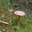 Image of Clitocybe squamulosa (Pers.) P. Kumm. 1871