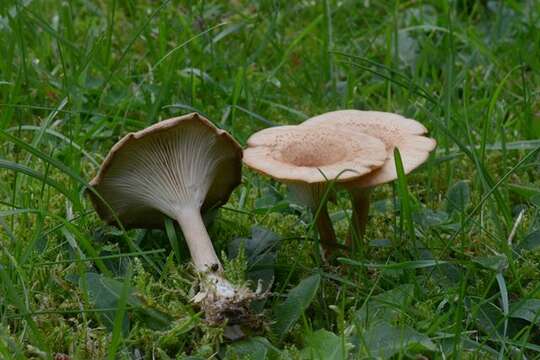 Image of Clitocybe squamulosa (Pers.) P. Kumm. 1871