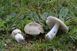 صورة Russula aeruginea Lindblad ex Fr. 1863