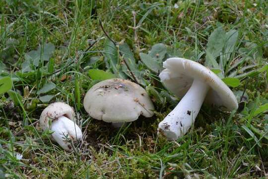 Image of grass green russula